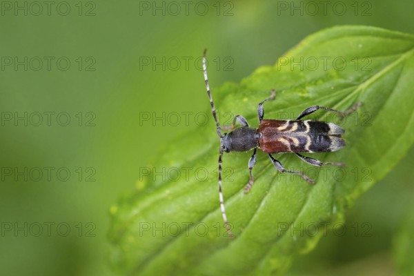 Rufous-shouldered longhorn beetle, Anaglyptus mysticus, rufous-shouldered longhorn beetle, Bockk‰fer, longhorn beetle, macro, insect, insect, Neusiedler See, Burgenland, Austria