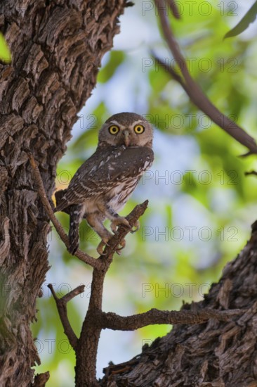 Pearl-spotted Owlet (Glaucidium perlatum), Namibia