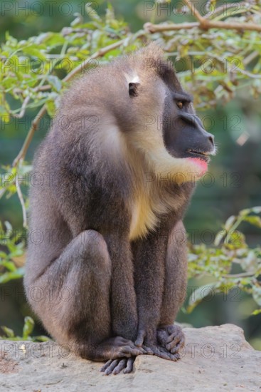 An adult male drill (Mandrillus leucophaeus) sits on a rock on the forest floor