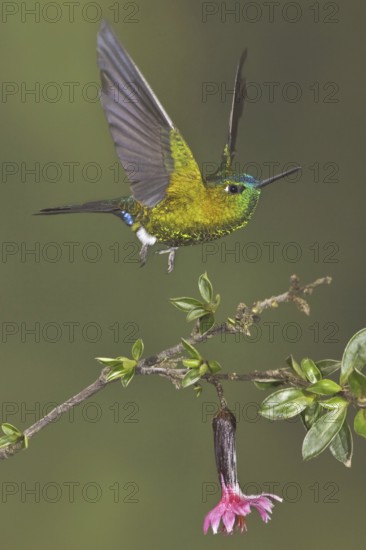 Sapphire-vented Puffleg (Eriocnemis luciani), Ecuador