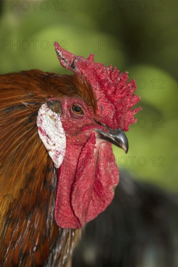 Rooster of the Alsatian hen breed (Gallus gallus f. dom.), blue-fringed colour, with a rose comb that tapers backwards like a thorn, a red face, white ear discs and a small beak, Alsace, France