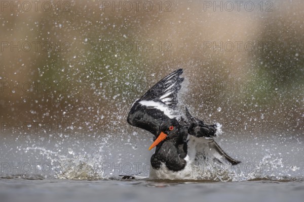 Eurasian Oystercatcher (Haematopus ostralegus) bathing, Schleswig-Holstein, Germany