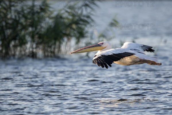 Great White Pelican (Pelecanus onocrotalus) flying, Danube Delta, Romania