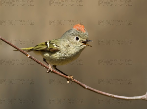 A Ruby-crowned Kinglet, Regulus calendula, singing, on a red osier branch in Saskatoon, Saskatchewan