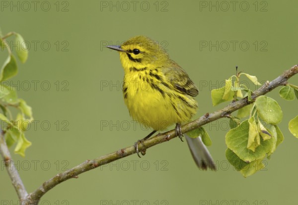 Prairie Warbler (Setophaga discolor), Texas, USA