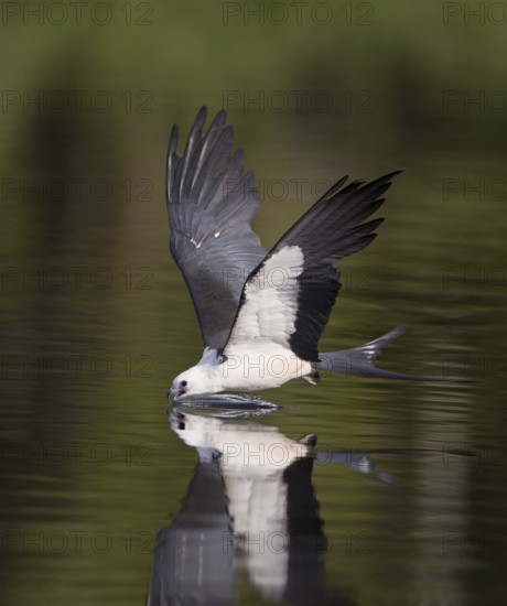 Swallow-tailed Kite (Elanoides forficatus) drinking in flight, Florida, USA
