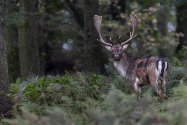 My hide is a real stroke of luck on this 23rd October, fallow deer (Dama dama) continuously appear in front of my hide all day, the day ends with this photo, autumn, rut, fallow deer rut, October, Germany