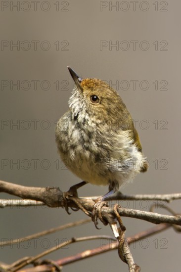 Tasmanian Thornbill (Acanthiza ewingii), Tasmania, Australia