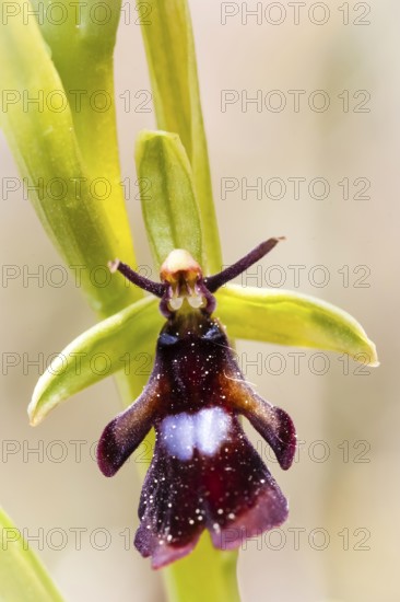 Europe, Germany, Lower Saxony, Orchids, fly orchid (Ophrys insectifera)