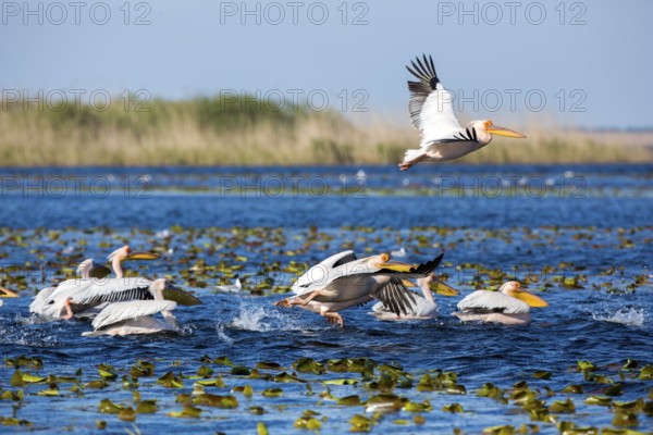 Great White Pelican (Pelecanus onocrotalus) group, Romania