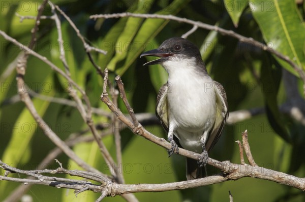 Giant Kingbird (Tyrannus cubensis) perched on a branch in Cuba
