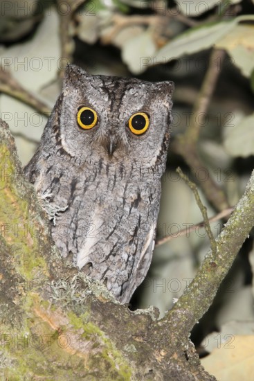 Eurasian Scops Owl (Otus scops), Covilha, Portugal