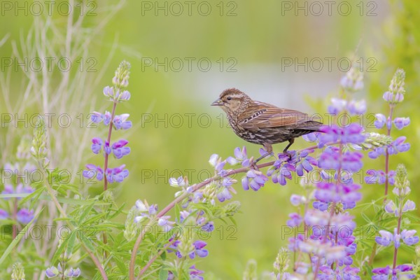 Red-winged Blackbird (Agelaius phoeniceus) female, Washington, USA