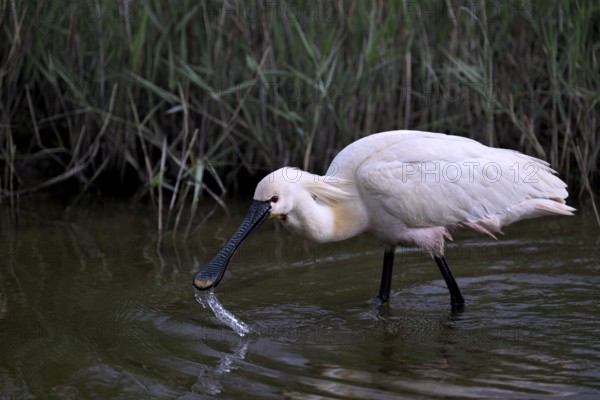 Spoonbill (Platalea leucorodia) looking for food in shallow water with drops of water in its open beak. Texel, North Holland, Netherlands