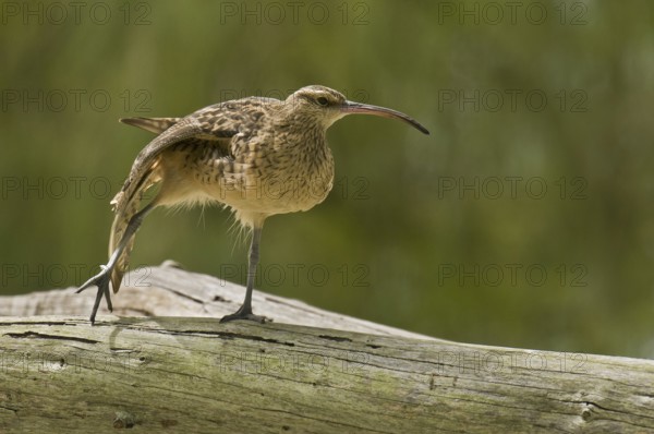 Bristle-thighed Curlew (Numenius tahitiensis), Hawaii, USA