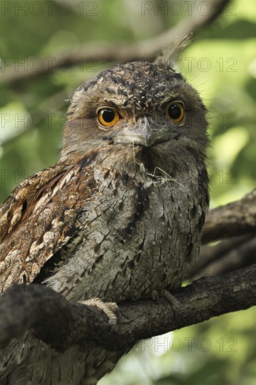 Tawny Frogmouth (Podargus strigoides) juvenile, Queensland, Australia