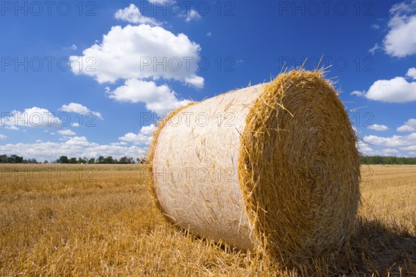 Straw bales on grain field, grain harvest, cattle feed, blue sky, hay, straw, cumulus clouds