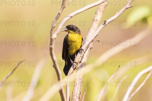 Unicolored Blackbird (Agelasticus cyanopus) female perched on a branch, Bolivia