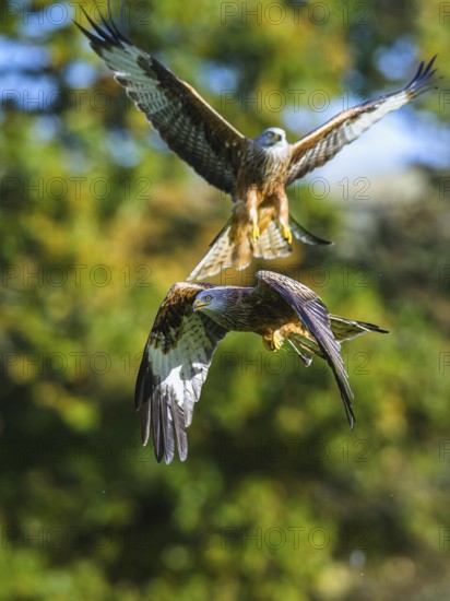 Red Kite, Milvus milvus, bird in flight