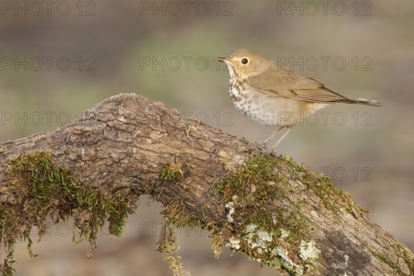 Swainson's Thrush (Catharus ustulatus) perched on a log, Texas, USA
