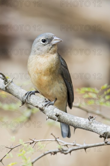 Rose-bellied Bunting (Passerina rositae) perched on a branch in Oaxaca, Mexico