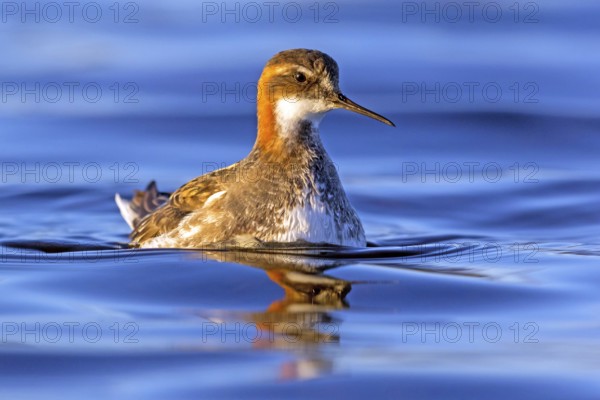 Odin's chicken, (Phalaropus lobatus), swims in the water, wading bird, Varanger, Finnmark, Norway