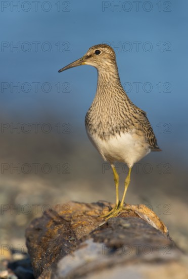Pectoral Sandpiper (Calidris melanotos), British Columbia, Canada