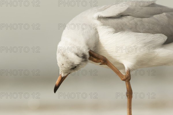 Grey-headed Gull (Chroicocephalus cirrocephalus) preening, Gambia