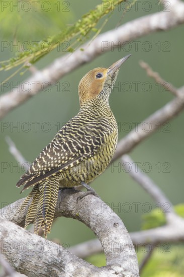 Fernandinas Flicker (Colaptes fernandinae) perched on a branch in Cuba