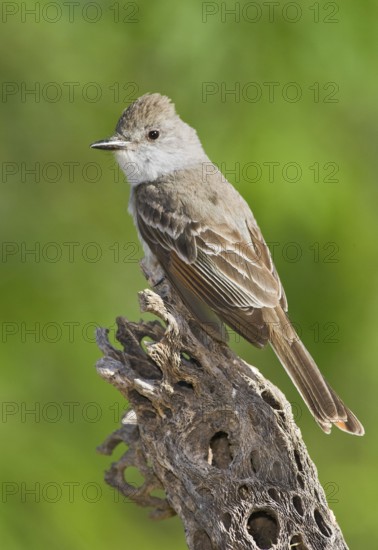 Ash-throated Flycatcher (Myiarchus cinerascens), Arizona, USA