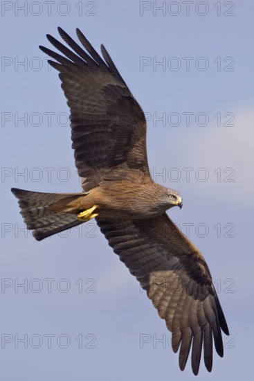 Black Kite (Milvus migrans) flying, Saxony-Anhalt, Germany