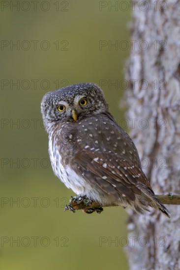 Pygmy Owl (Glaucicium passerinum), sitting on the branch of a tree, Pirchner Ast, Schwaz, Tyrol, Austria