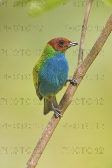 Bay-headed Tanager (Tangara gyrola), Costa Rica
