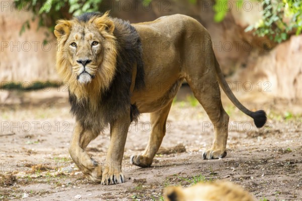 Asiatic lion (Panthera leo persica) male walking around on the ground, captive, Germany