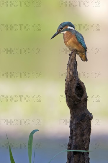 Common Kingfisher (Alcedo atthis) juvenile male, Saxony-Anhalt, Germany