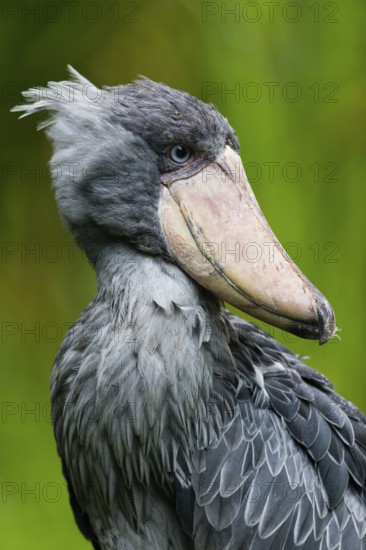 Shoebill Stork (Balaeniceps rex), portrait of adult bird, native to East Africa, South Sudan and Uganda, captive, Germany