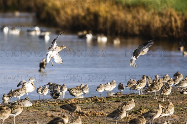 Eurasian Curlew, Numenius arquata, birds on marshes