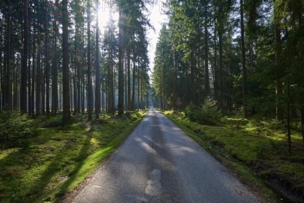 A narrow path leads through a dense forest, sunlight falls through the thick treetops, Mudau, Odenwald, Baden-Württemberg, Germany