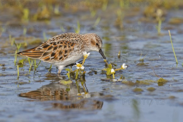 Animals, Birds, Little Sandpiper, (Calidris minuta), Biotope, Habitat, Foraging, Migratory bird, Limicoles Lesvos, Greece