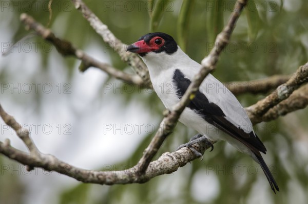 Black-tailed Tityra (Tityra cayana) perched on a branch in Ecuador