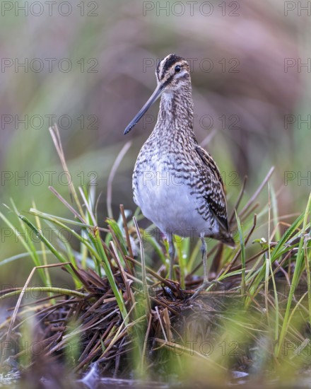 Common snipe (Gallinago gallinago) or marsh snipe. Shallow water zone, reed belt, foraging, wading bird, migratory and resting bird, breeding bird, breeding plumage, courtship display, Saxony-Anhalt, Middle Elbe Biosphere Reserve, Germany
