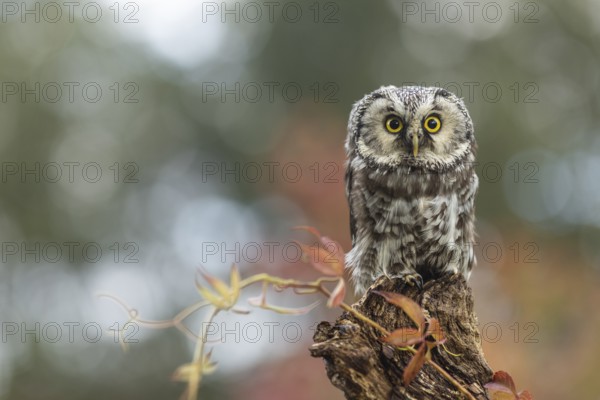 Boreal Owl (Aegolius funereus) captive, Germany