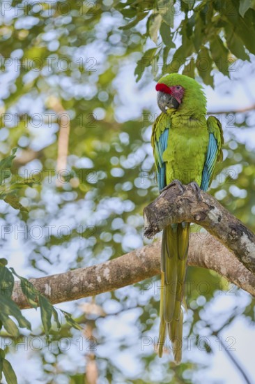 Great green macaw (Ara ambiguus) Costa Rica