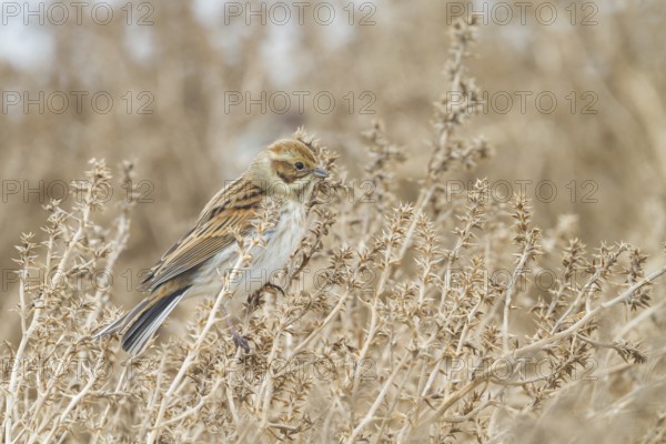 Reed Bunting - Rohrammer - Emberiza schoeniclus ssp. schoeniclus, Germany