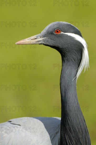 Jungfernkranich (Anthropoides virgo), Portrait, captive, Zoo/Gehege, NRW, Deutschland