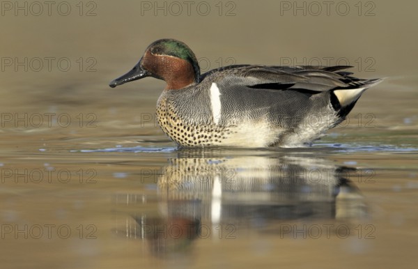 Green-winged Teal (Anas carolinensis) male, British Columbia, Canada
