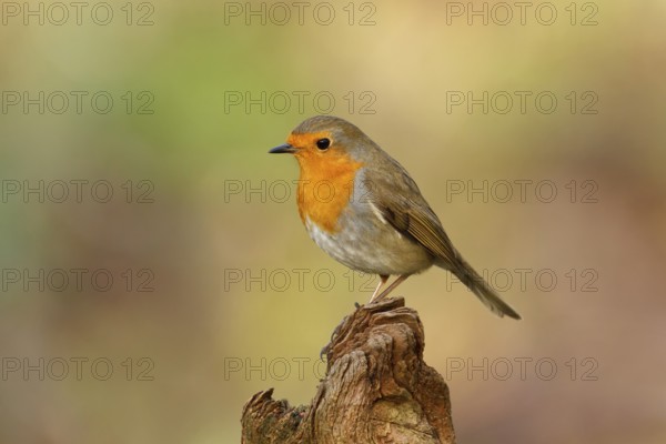 European Robin (Erithacus rubecula), Rhineland-Palatinate, Germany