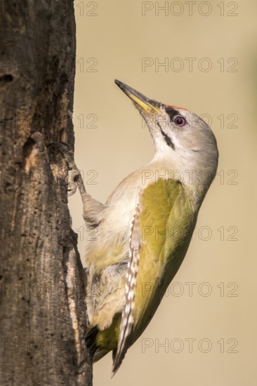 Grey-headed Woodpecker (Picus canus) male perched at tree, Romania