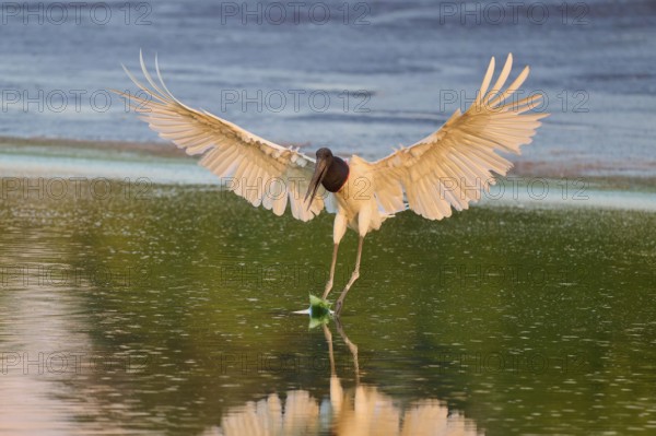 A bird lands on the water surface with its wings spread out, Jabiru (Jabiru mycteria), Pantanal, Mato Grosso, Brazil
