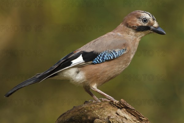 Eurasian Jay (Garrulus glandarius), Utrecht, Netherlands